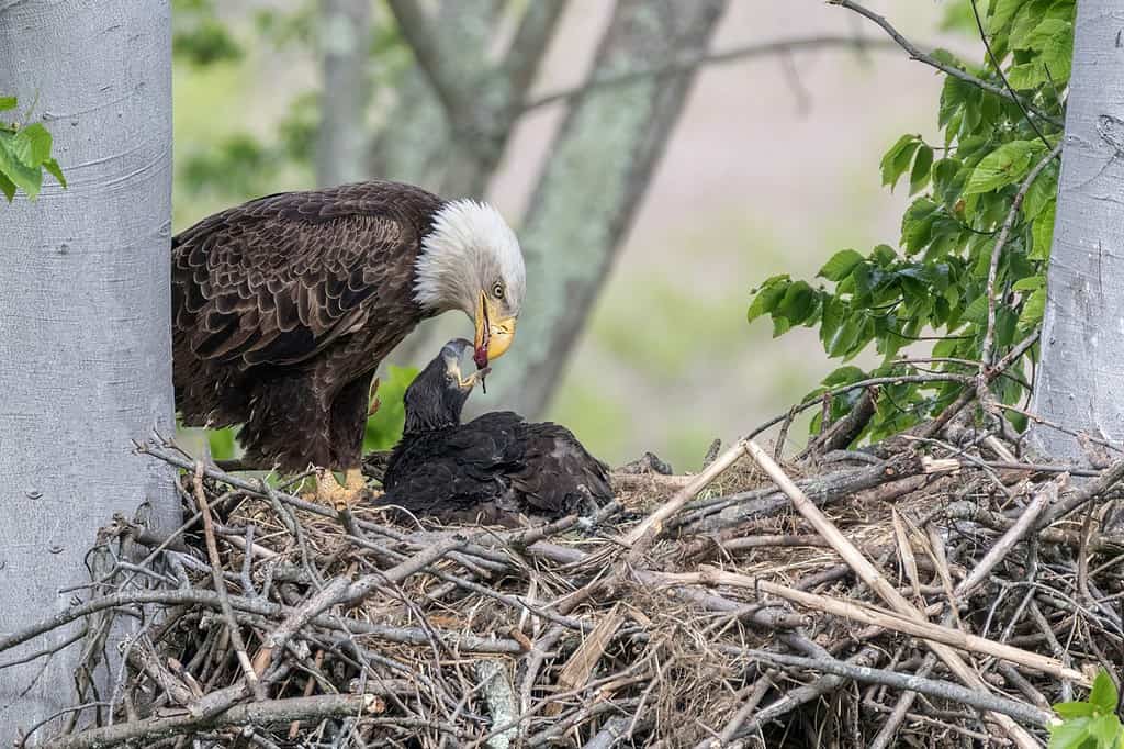 Wildlife You Can See in the New River Gorge